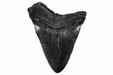 Fossil Megalodon Tooth - South Carolina #340296-1